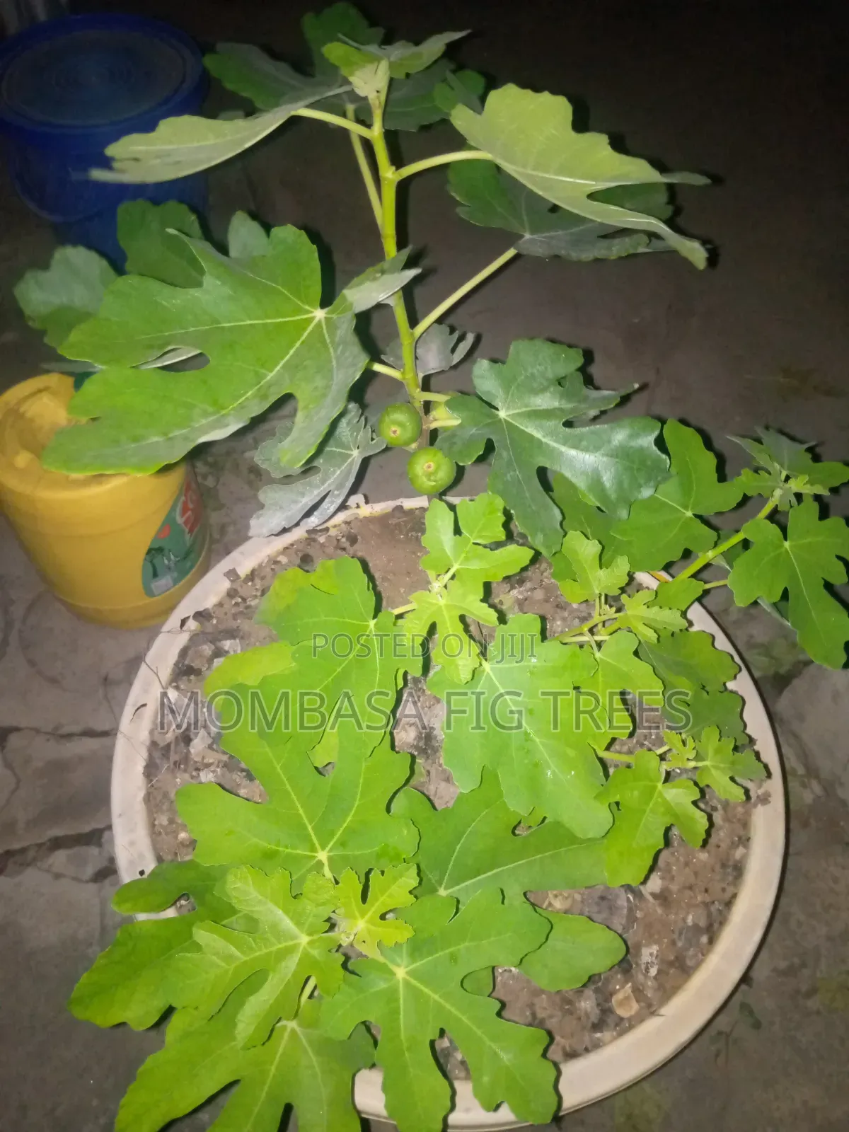 Fig Trees With Fruits