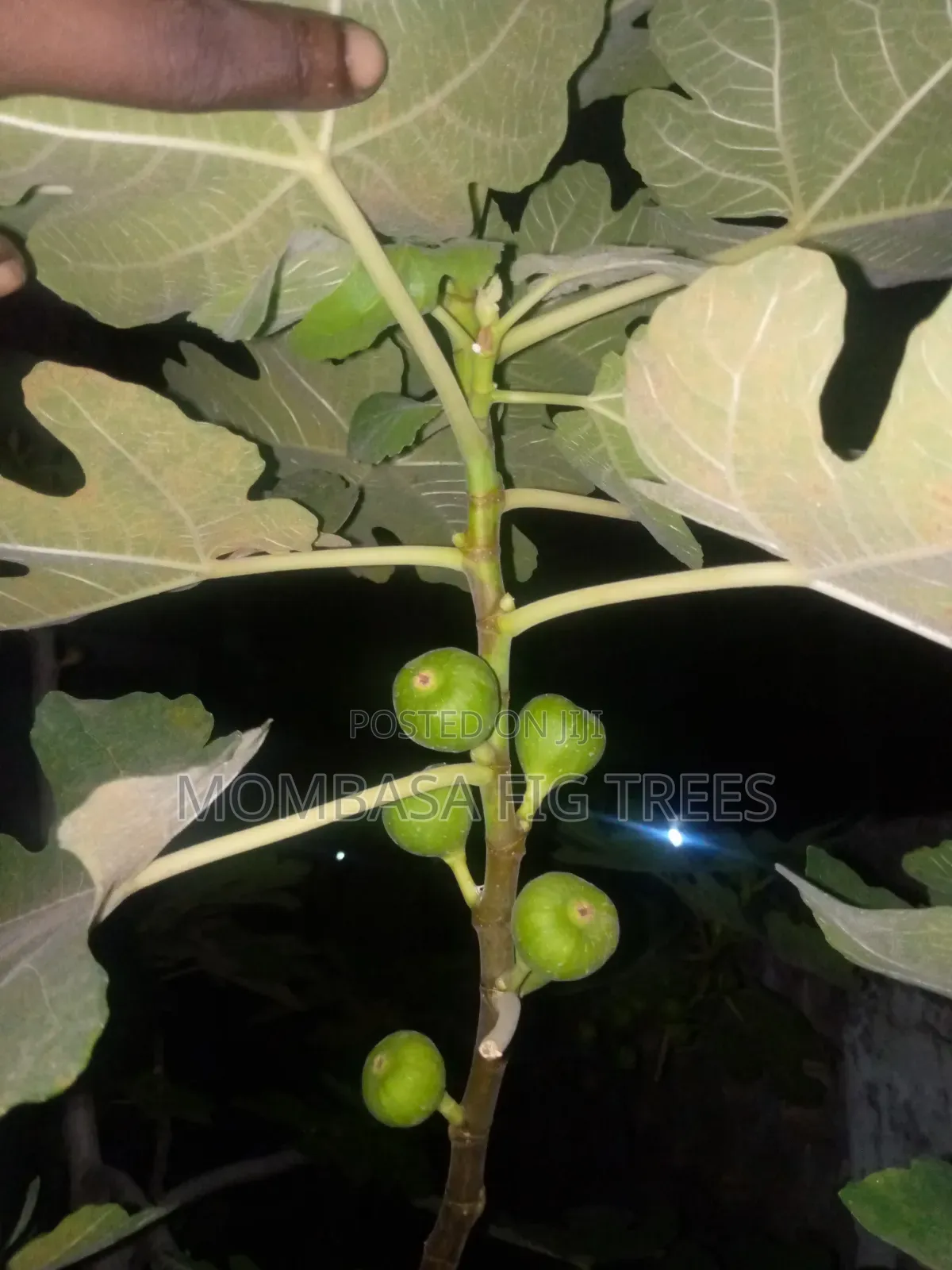 Fig Trees With Fruits