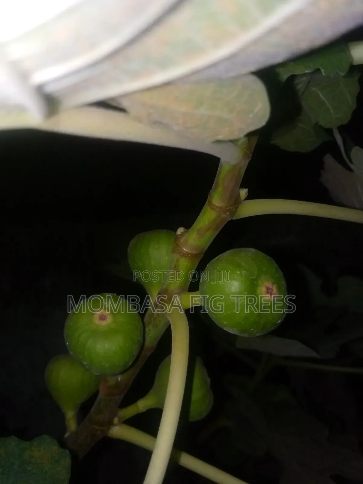 Fig Trees With Fruits