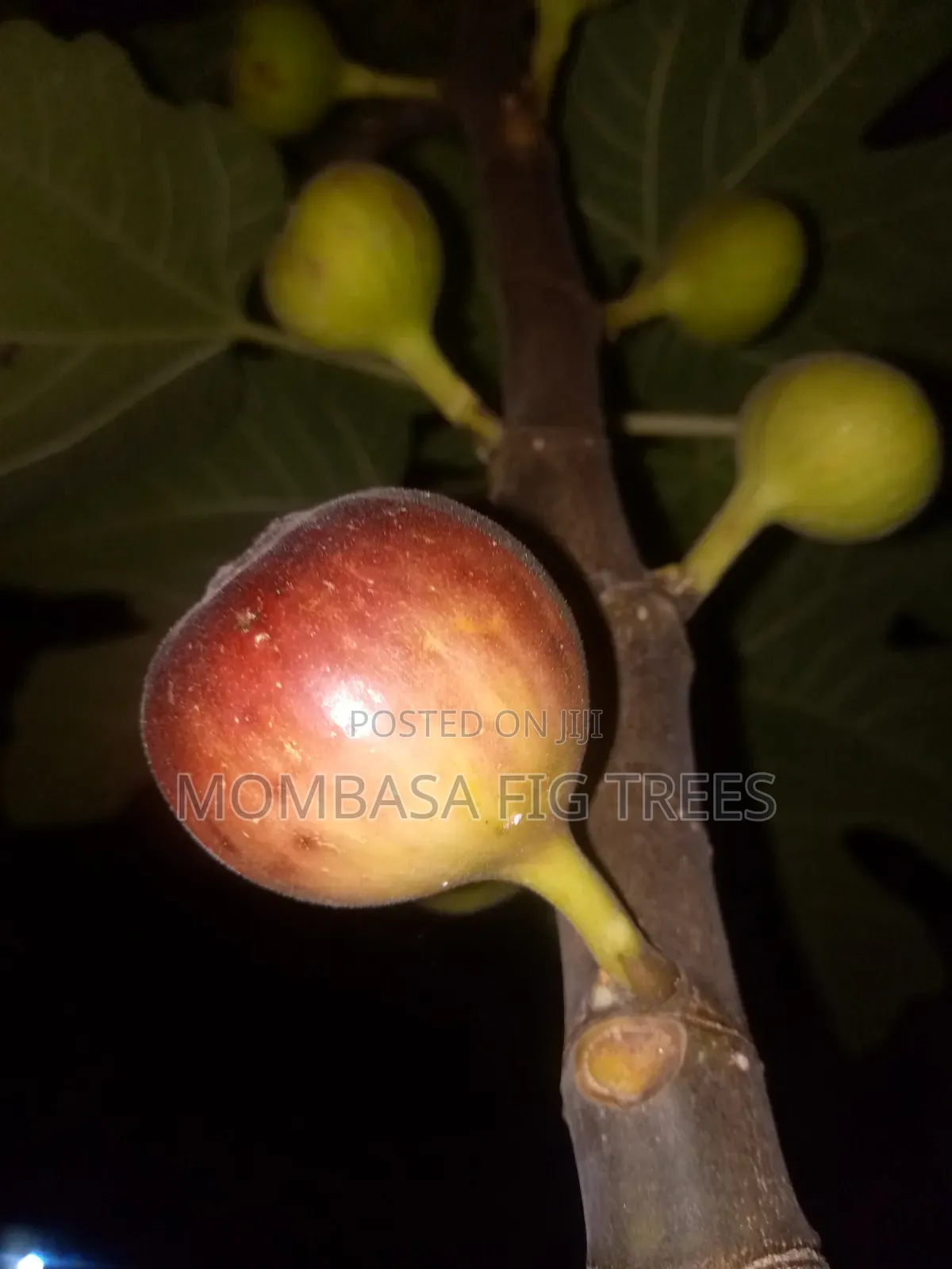 Fig Trees With Fruits