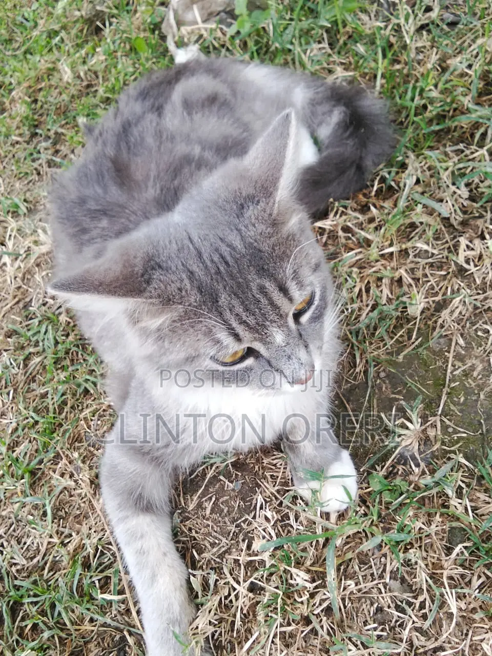 3-6 months Male Mixed Breed Norwegian Forest