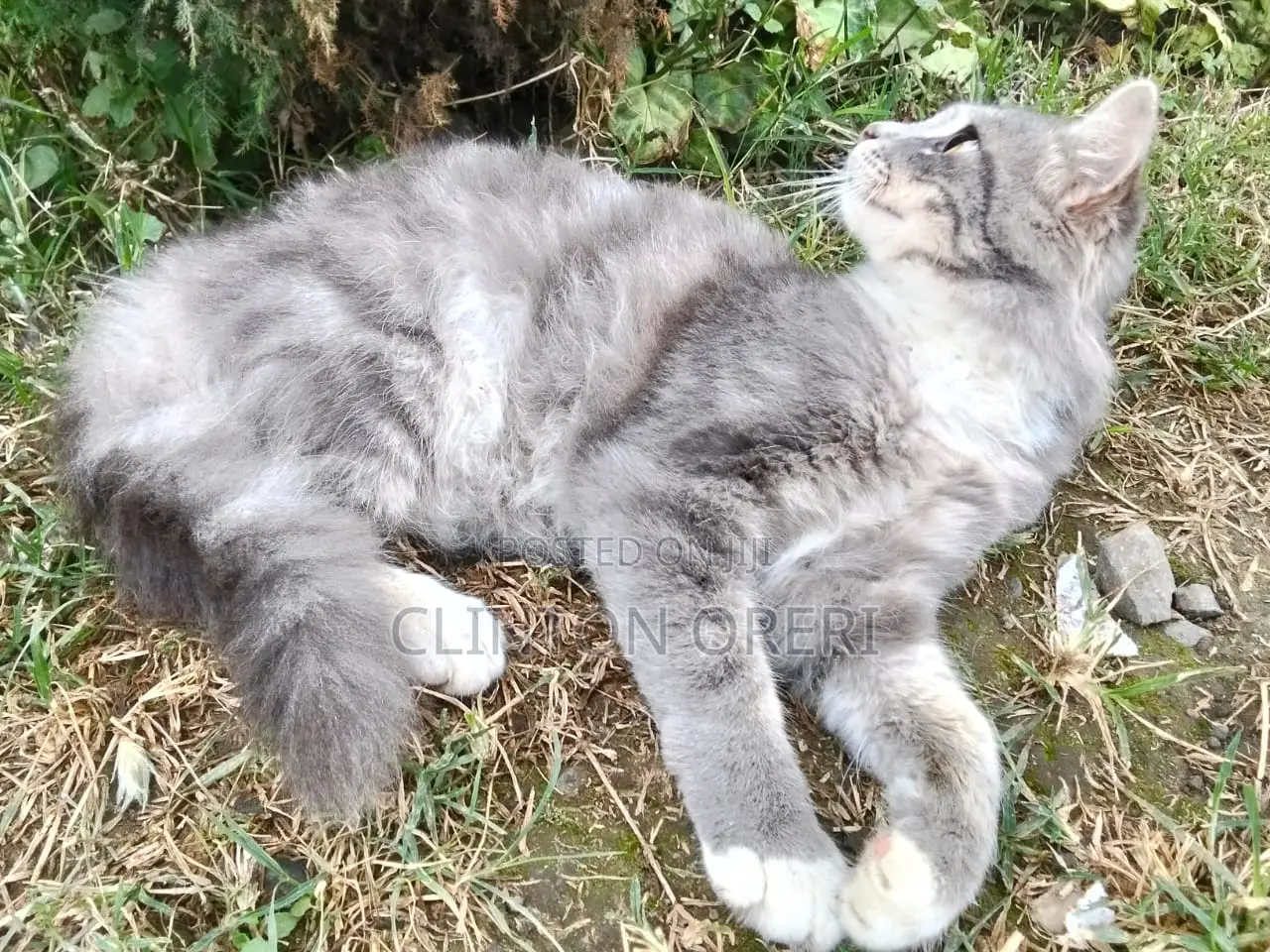 3-6 months Male Mixed Breed Norwegian Forest