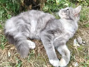 3-6 months Male Mixed Breed Norwegian Forest