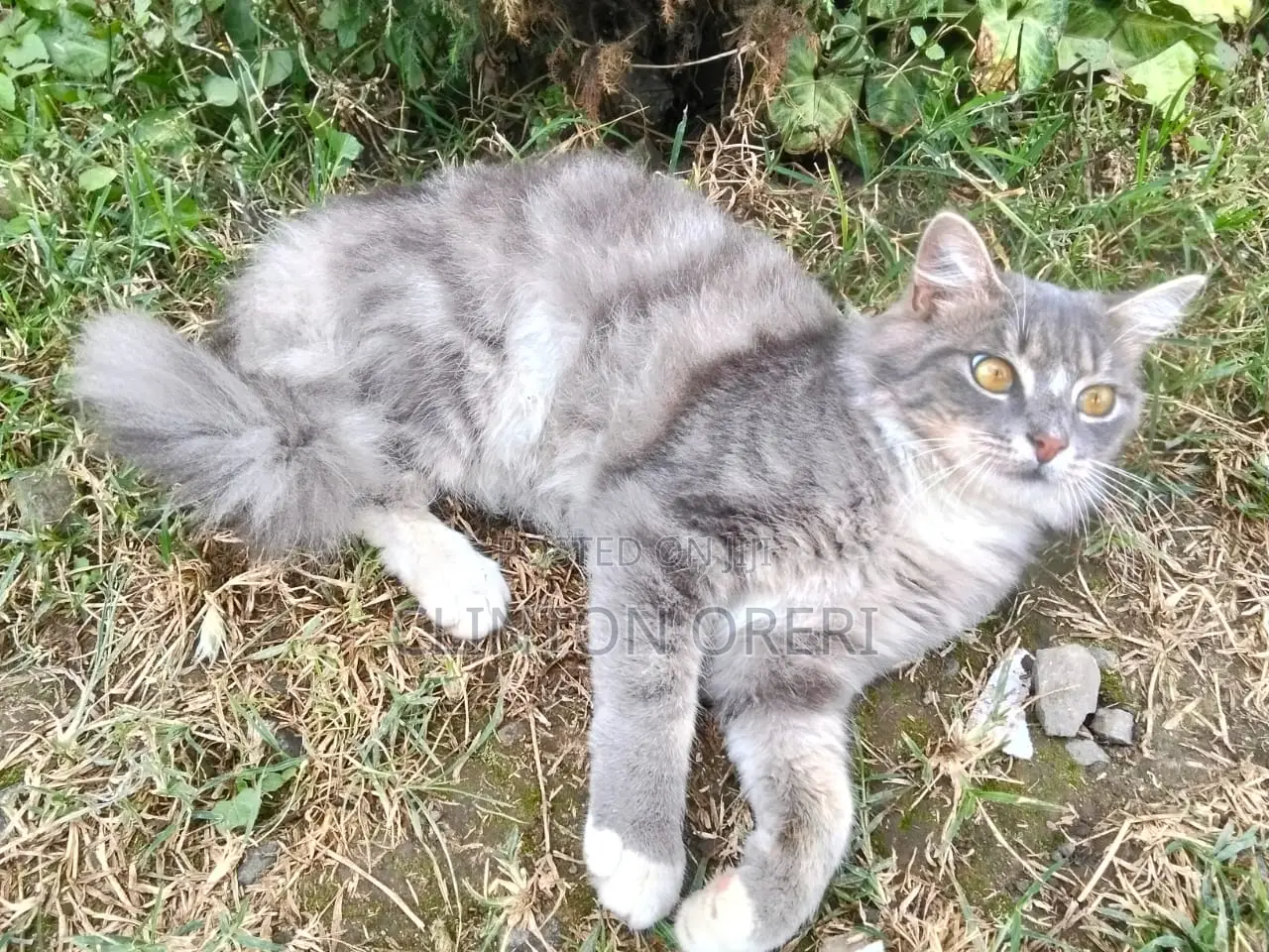 3-6 months Male Mixed Breed Norwegian Forest