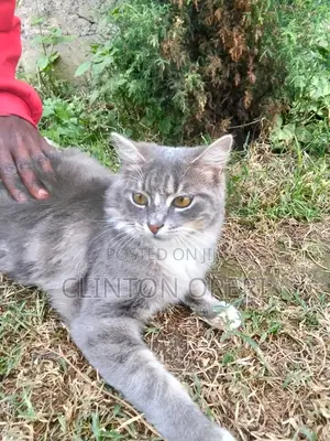 3-6 months Male Mixed Breed Norwegian Forest