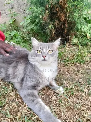 3-6 months Male Mixed Breed Norwegian Forest