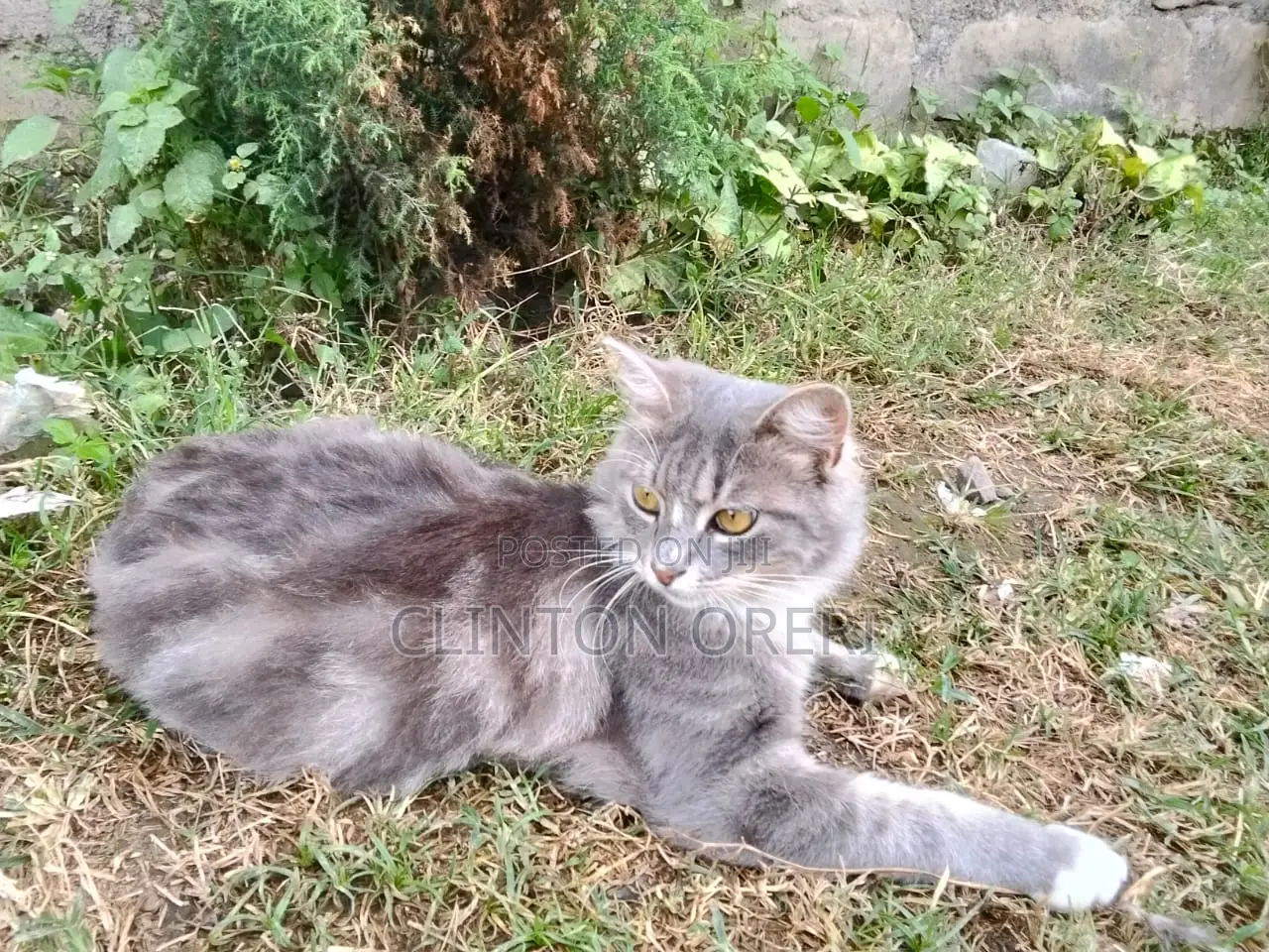3-6 months Male Mixed Breed Norwegian Forest
