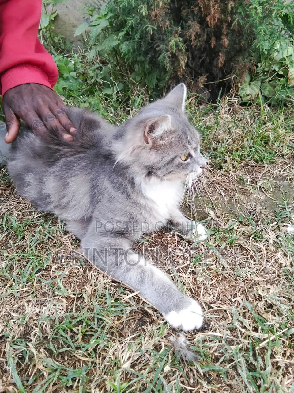 3-6 months Male Mixed Breed Norwegian Forest