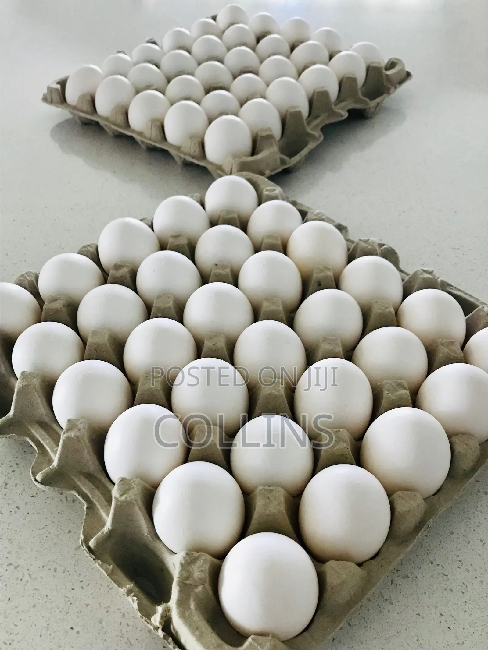 Fertalized Goose Eggs for Sale