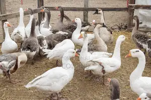 Fertalized Goose Eggs for Sale