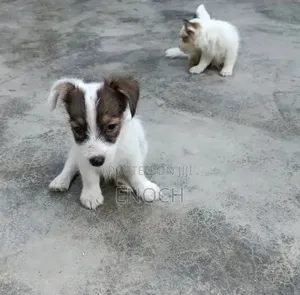 1-3 months Male Mixed Breed Jack Russell Terrier
