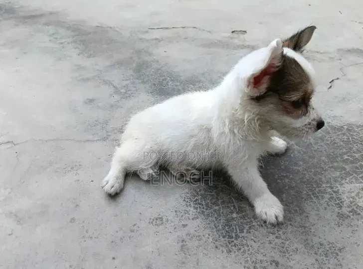 1-3 months Male Mixed Breed Jack Russell Terrier