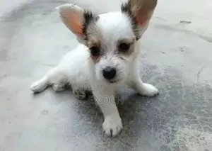 1-3 months Male Mixed Breed Jack Russell Terrier
