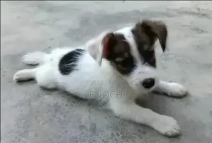 1-3 months Male Mixed Breed Jack Russell Terrier