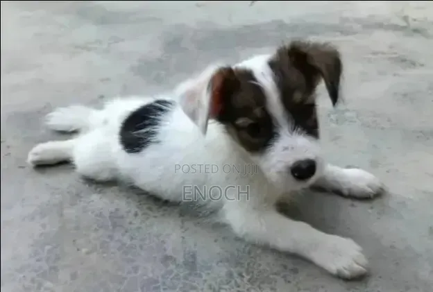 1-3 months Male Mixed Breed Jack Russell Terrier