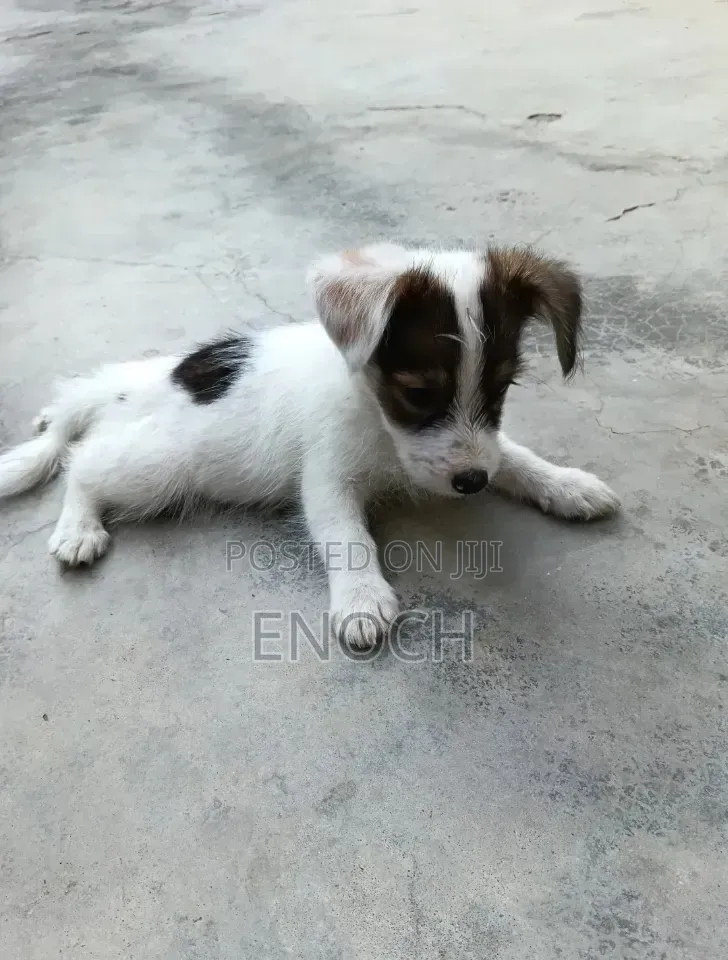 1-3 months Male Mixed Breed Jack Russell Terrier