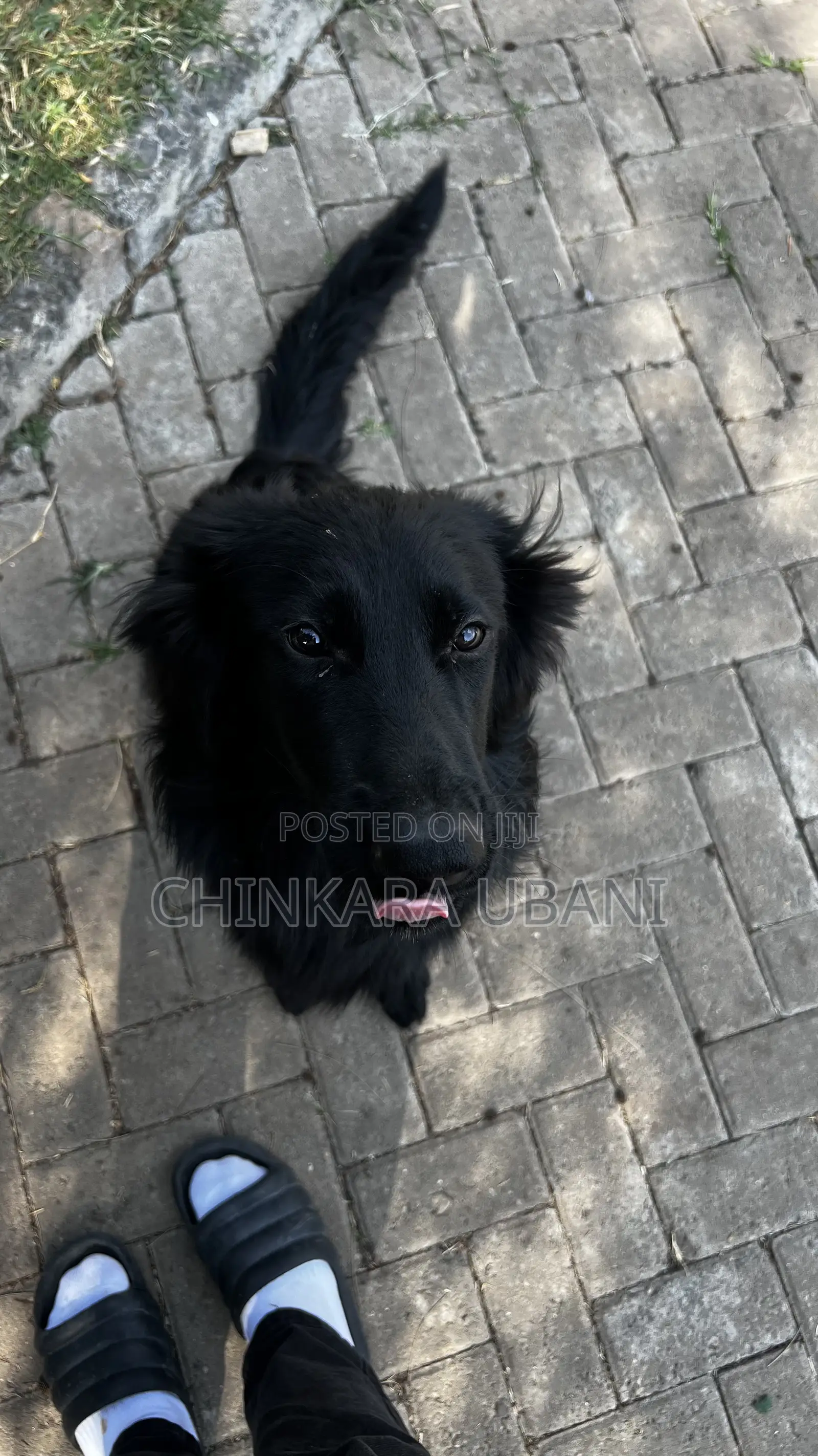 6-12 months Male Purebred German Shepherd