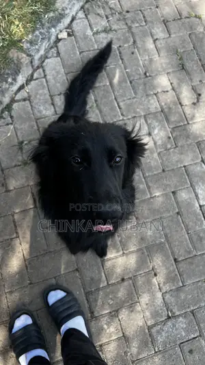 6-12 months Male Purebred German Shepherd