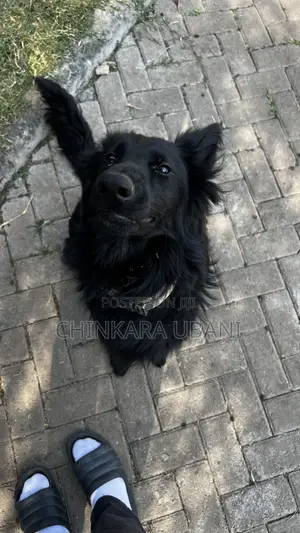 6-12 months Male Purebred German Shepherd