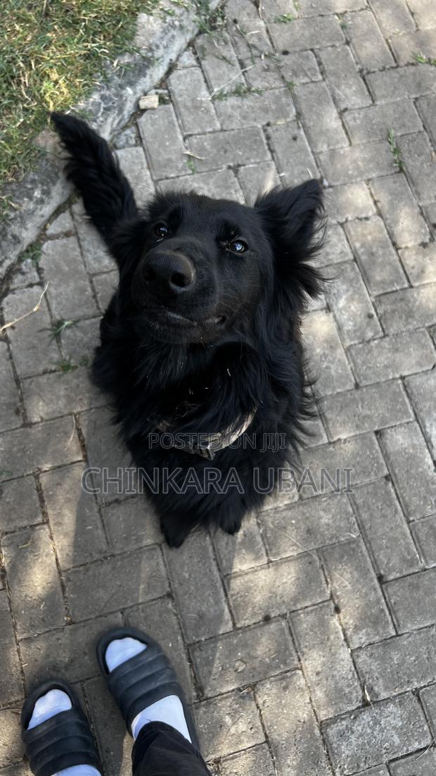 6-12 months Male Purebred German Shepherd - thumbnail 4