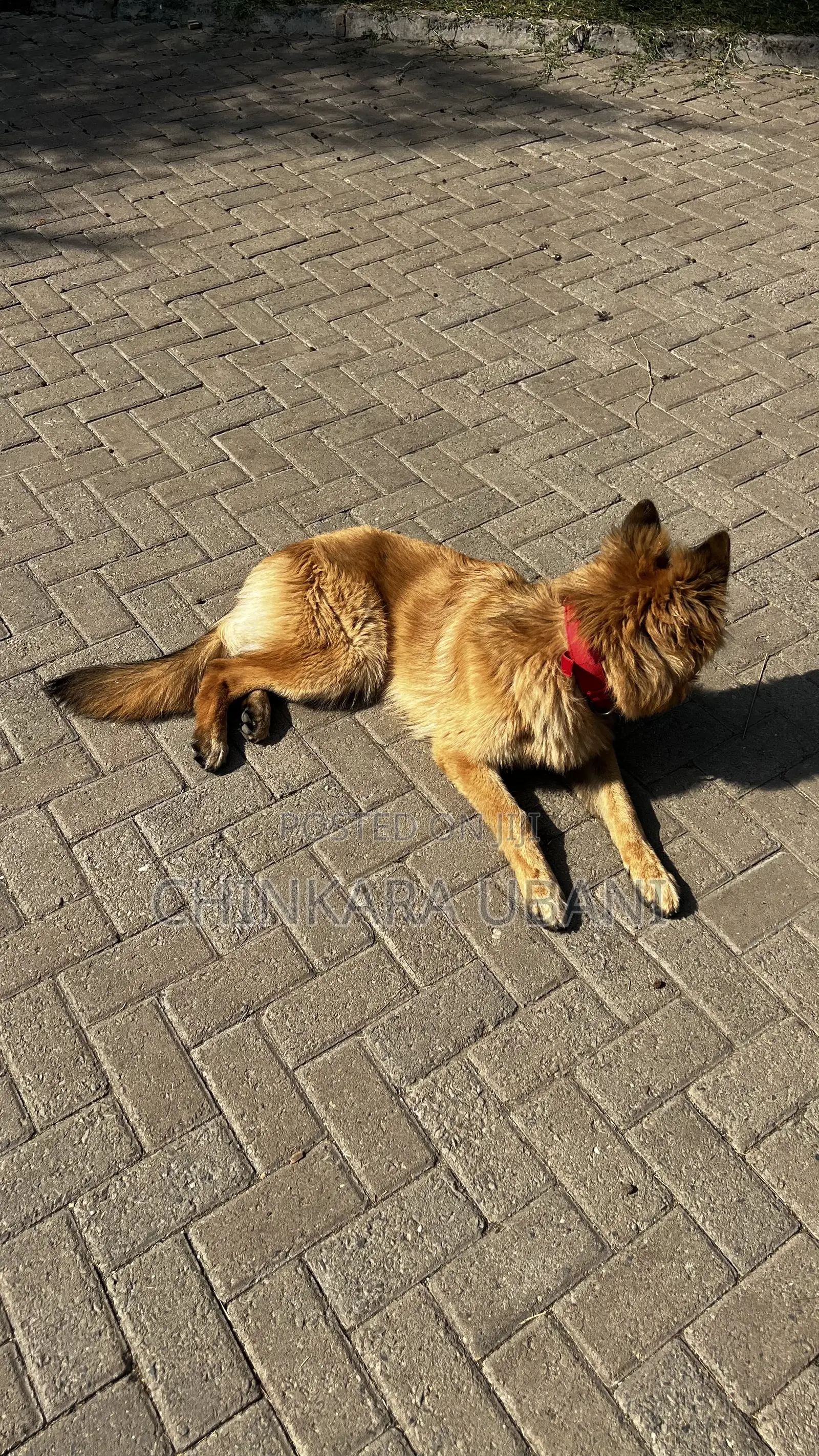 6-12 months Male Purebred German Shepherd