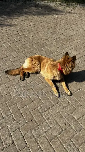 6-12 months Male Purebred German Shepherd