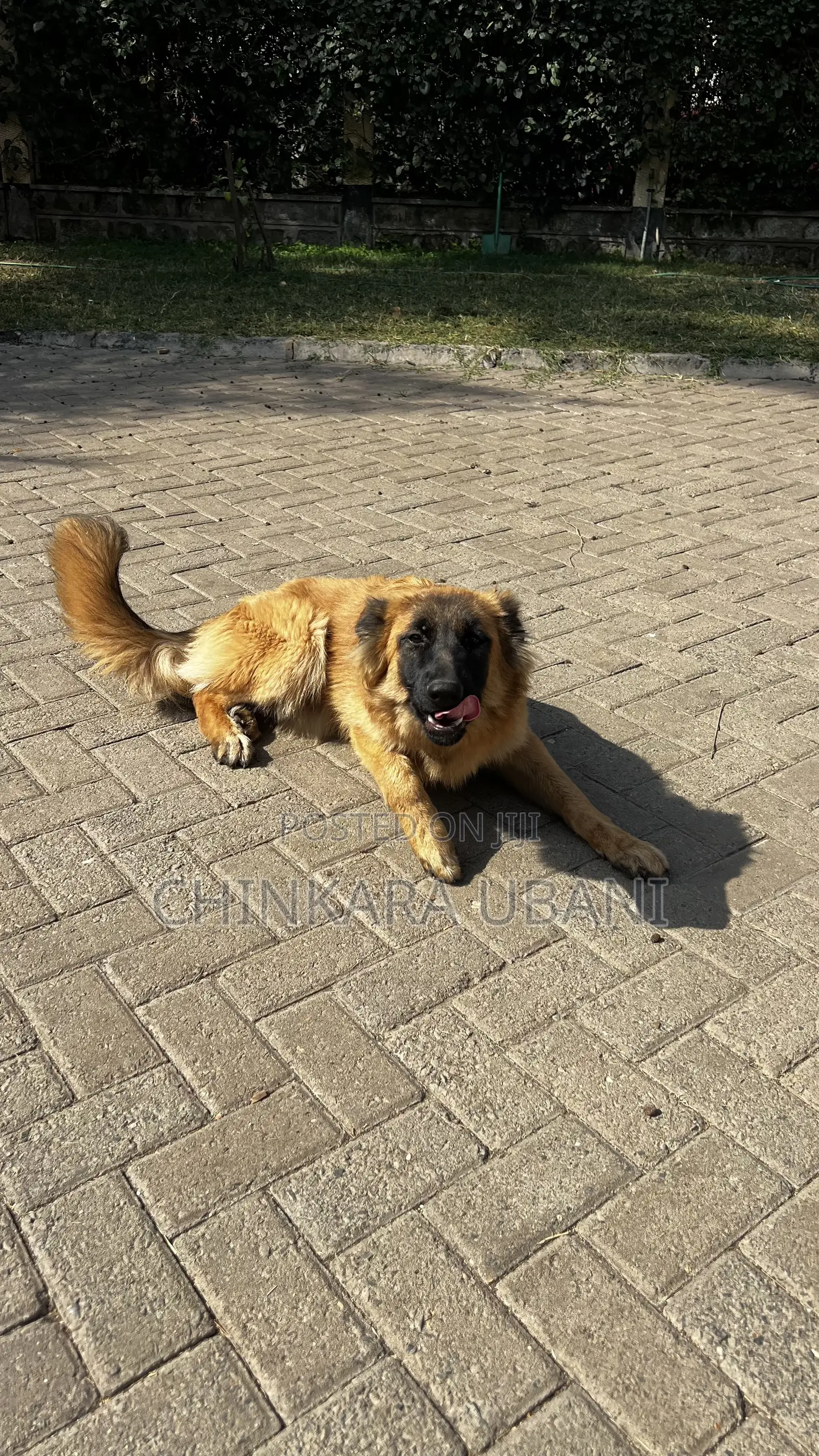 6-12 months Male Purebred German Shepherd