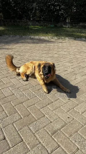 6-12 months Male Purebred German Shepherd