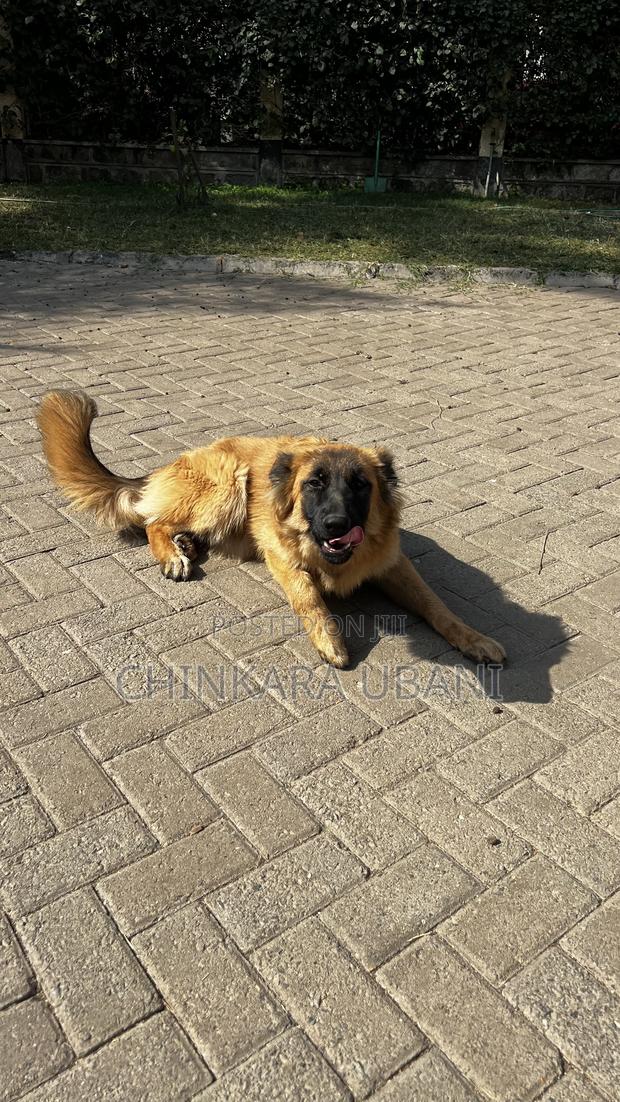 6-12 months Male Purebred German Shepherd - thumbnail 2
