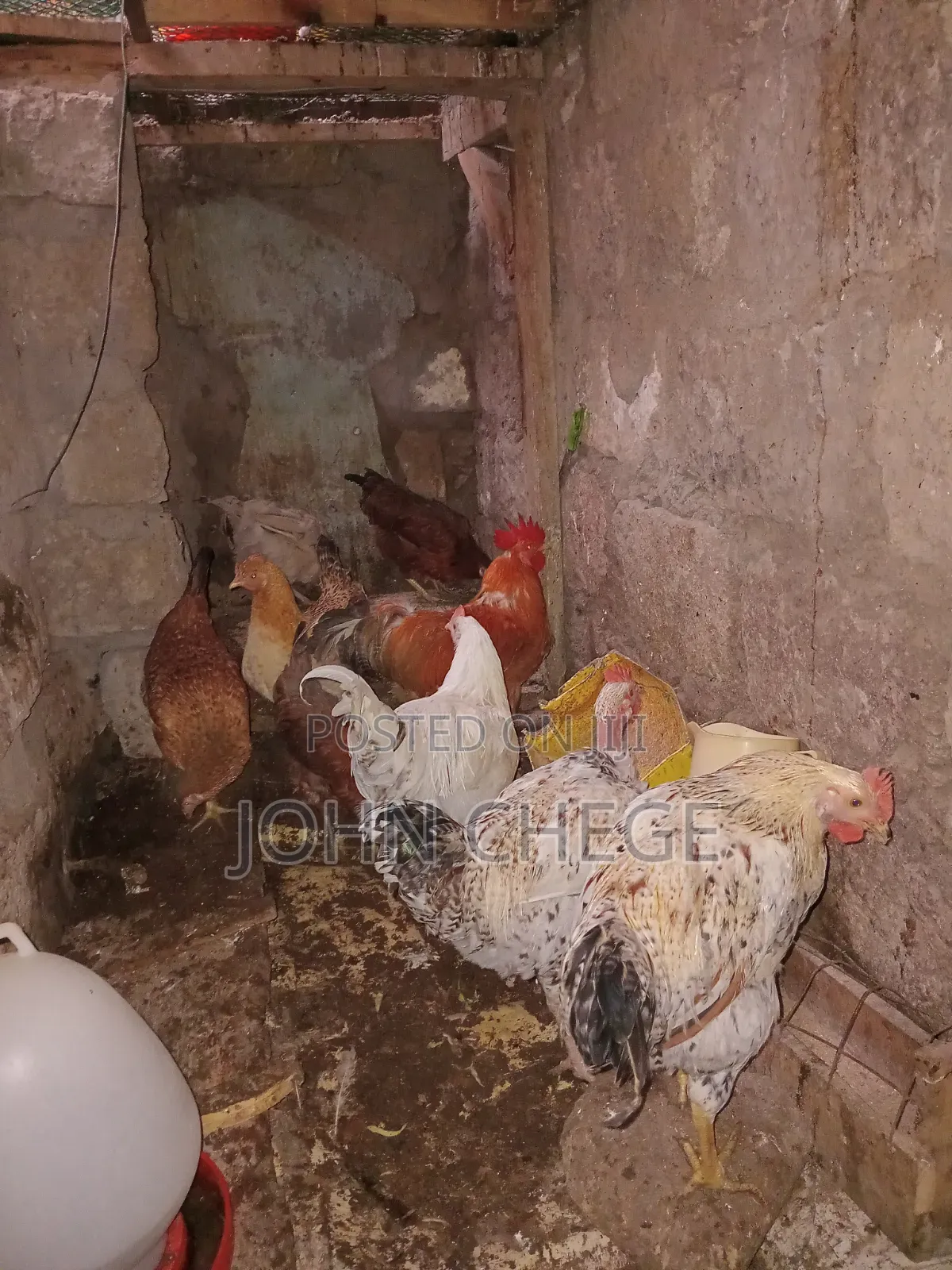 Kienyeji Jogoo and Hens