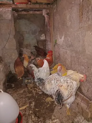 Kienyeji Jogoo and Hens