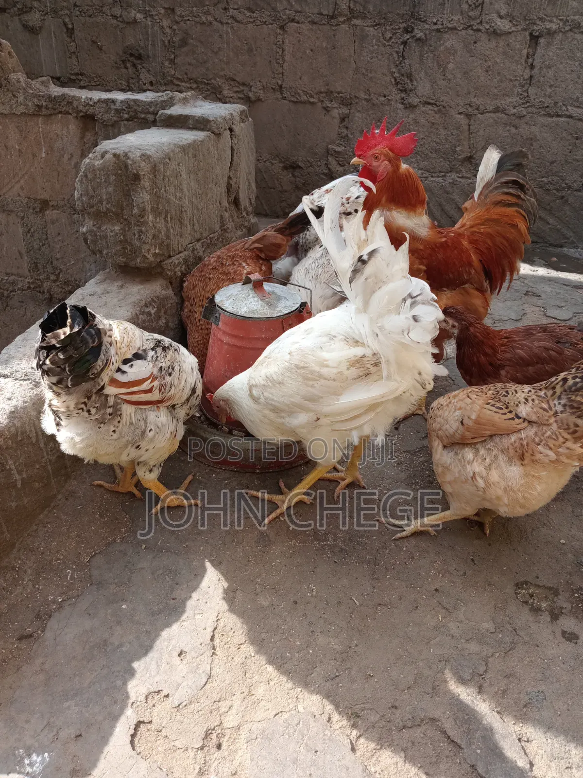 Kienyeji Jogoo and Hens