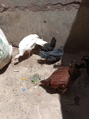 Kienyeji Jogoo and Hens