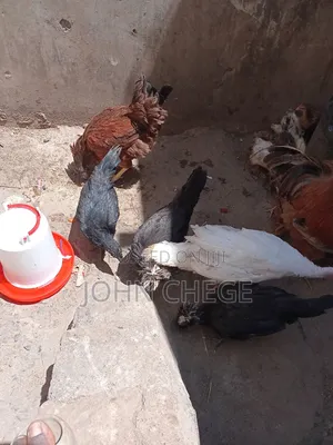 Kienyeji Jogoo and Hens