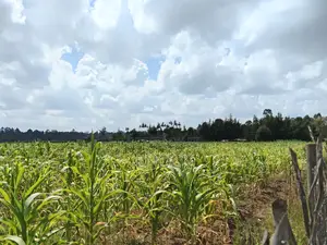 1.5acres for Sale in Mugundoi Cheptiret