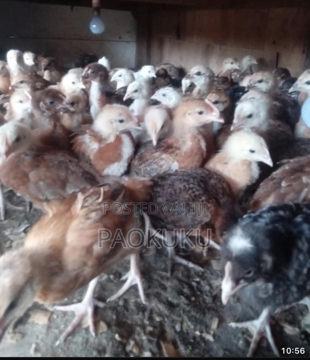 Improved Kienyeji Chicken