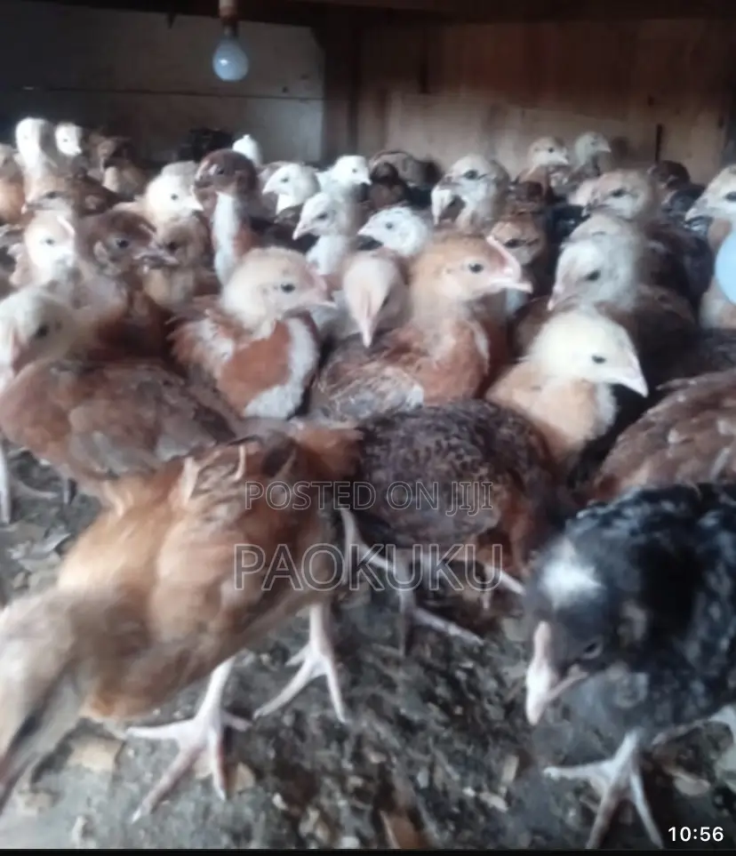 Improved Kienyeji Chicken