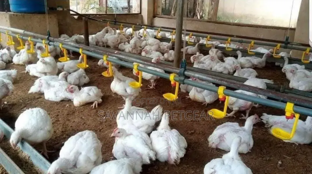 Automatic Chicken Nipple Drinking Systems for Clean Water Curb Waste