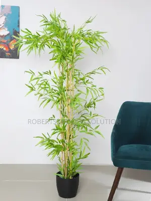 Bamboo Plant With a Portable Pot