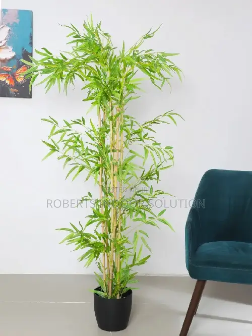 Bamboo Plant With a Portable Pot