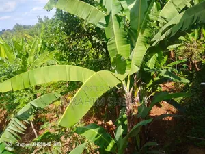4 Acres at Chuka Technical College