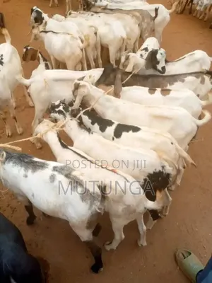 Galla Goats