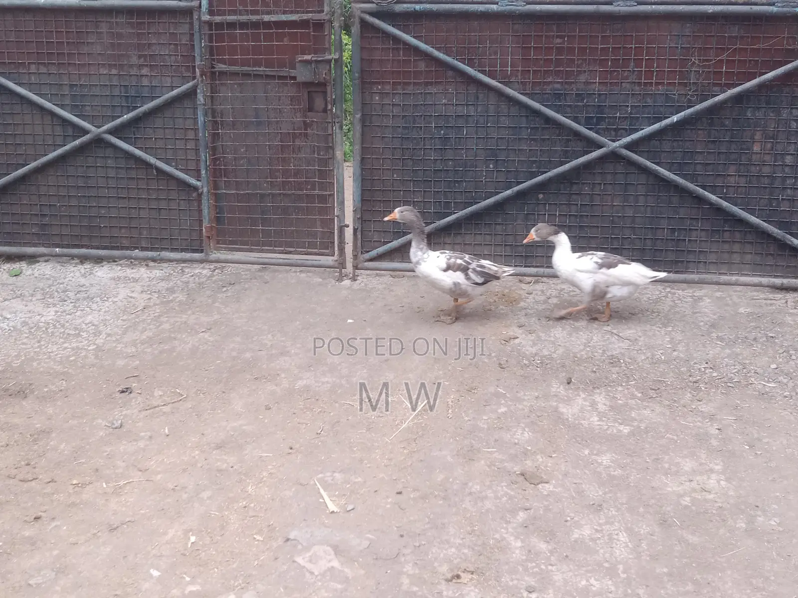 Mature Goose