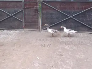 Mature Goose