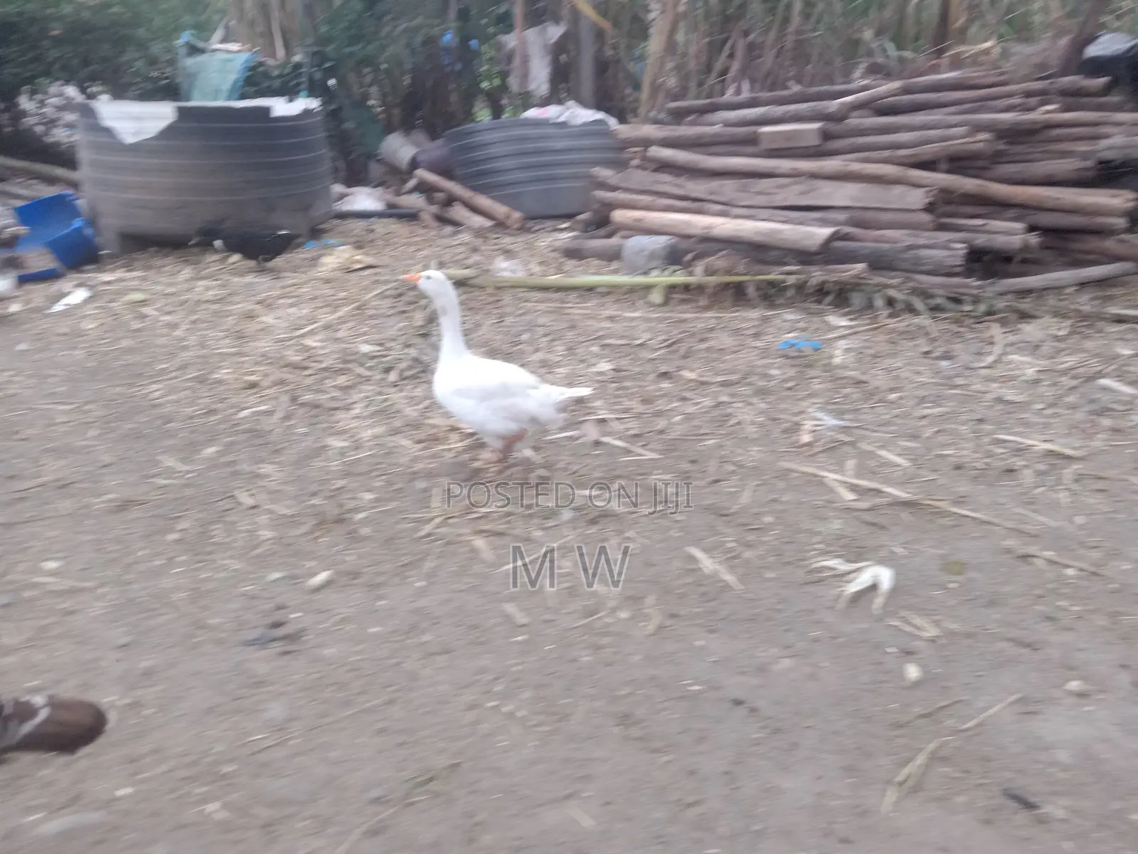 Mature Goose