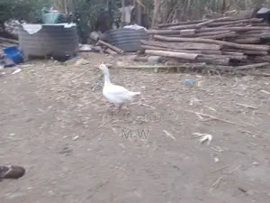Mature Goose