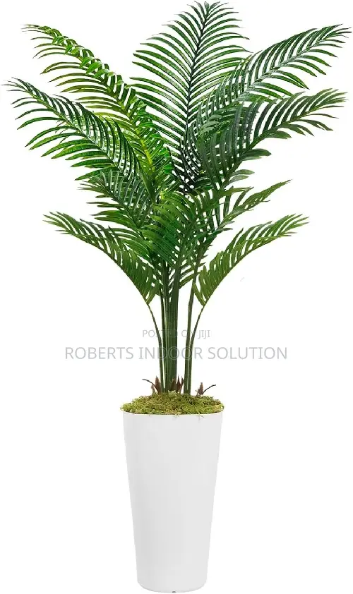 Tropical Floor Palm Plants