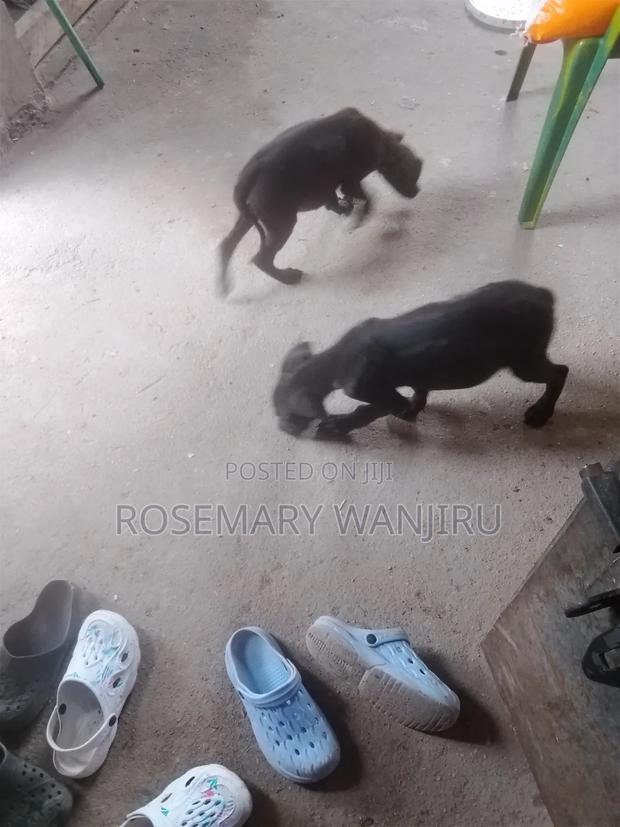 1-3 months Male Purebred Great Dane