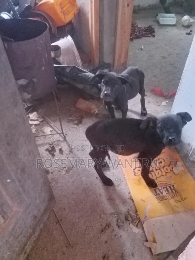 1-3 months Male Purebred Great Dane - thumbnail 2