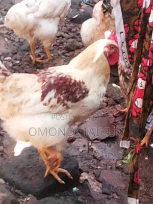 Poultry Farm